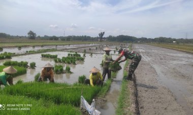 Babinsa Beraksi: Turun Sawah Untuk Mendukung Petani dengan Penanaman Bibit Padi