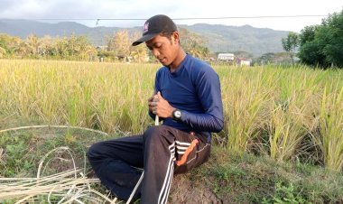 Warga Pacitan Inovatif: Jerami Pertanian Dimanfaatkan sebagai Pakan Ternak di Musim Kemarau Panjang