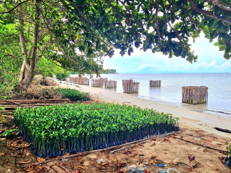 Penanaman 50.000 Bibit Mangrove di Pantai Lanud RSA: Perlindungan Alami dari Erosi Pantai