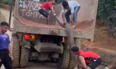 Geger! Penemuan Ular Sepanjang 10 Meter di Hutan Kampung Lelilef Sawai, Halmahera