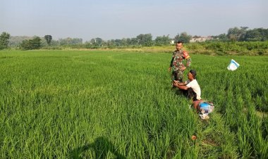 Babinsa Klego Dengarkan Keluhan Petani Lewat Komsos