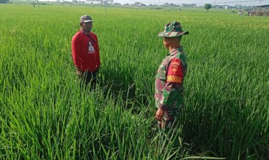 Babinsa Dampingi Petani Pantau Tanaman Padi, Pastikan Hasil Panen Maksimal