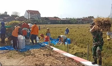 Babinsa Desa Blangu Suka Rela Bantu Petani Panen Padi