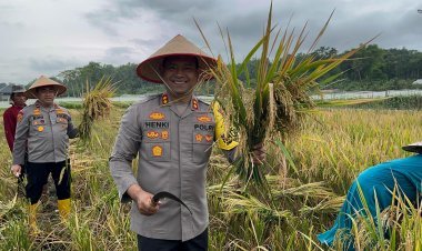 Kapolres Lhokseumawe Panen 8 Hektar Padi dan Bantu Sumur Bor Untuk Petani Dukung Ketahanan Pangan