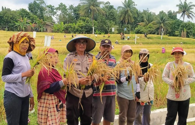 Dukung Program Ketahanan Pangan, Bhabinkamtibmas Polsek Bangun Panen Bersama dan Sosialisasi Kamtibmas