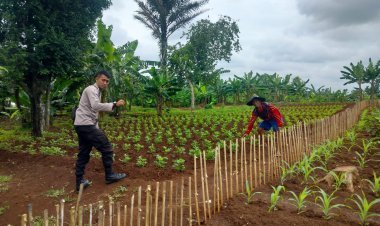 Polsek Cikupa Dukung Ketahanan Pangan Melalui Budidaya Kebun Kacang