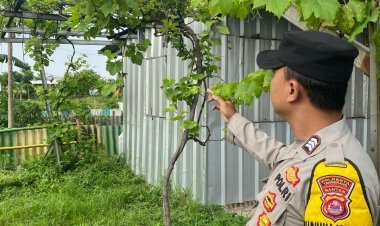 Polsek Cikupa Dukung Ketahanan Pangan dengan Budidaya Anggur