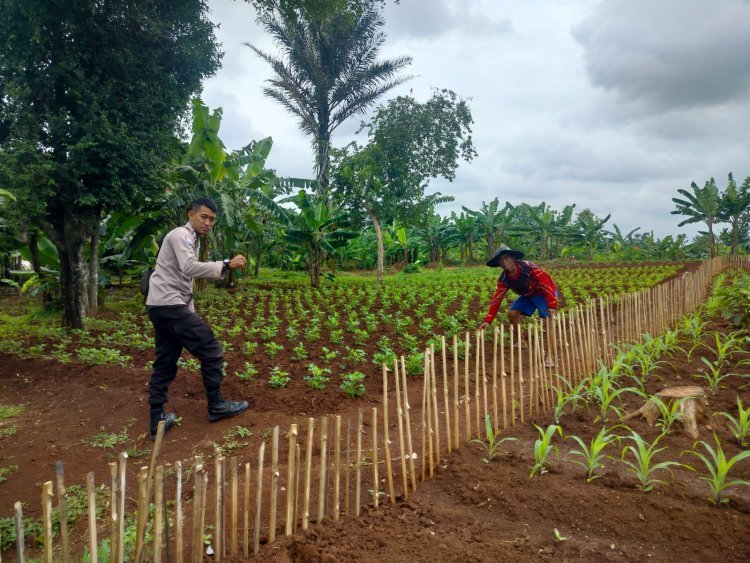 Polsek Cikupa Dukung Ketahanan Pangan Melalui Budidaya Kebun Kacang