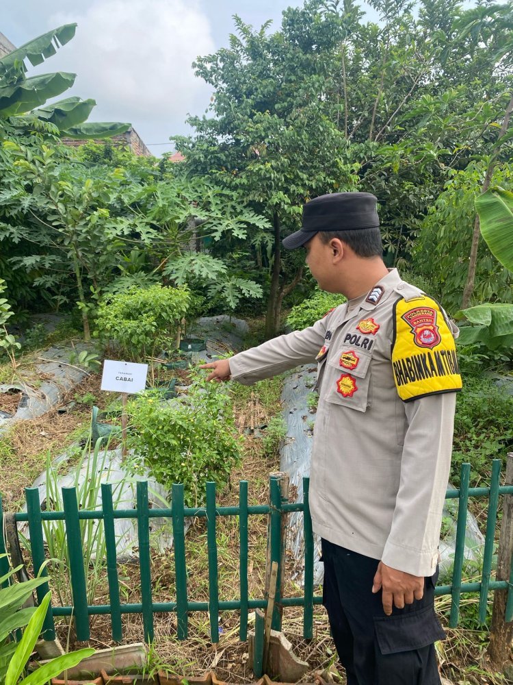 Polsek Cikupa Dukung Ketahanan Pangan Melalui Pertanian Cabai