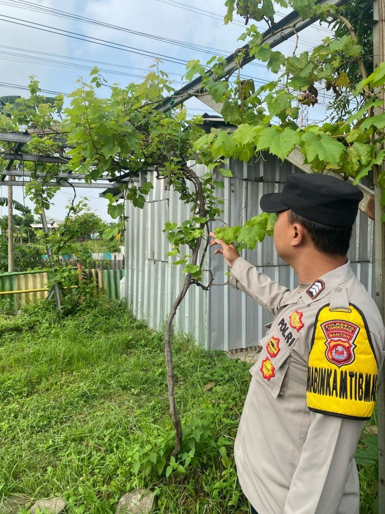 Polsek Cikupa Dukung Ketahanan Pangan dengan Budidaya Anggur