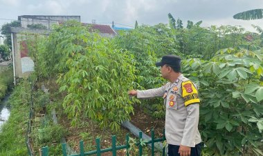 Polsek Cikupa Dukung Ketahanan Pangan dengan Pertanian Pepaya dan Singkong