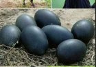 MENGENAL AYAM CEMANI LEBIH DEKAT Unggas Hitam Legam yang Menjadi Kebanggaan Indonesia