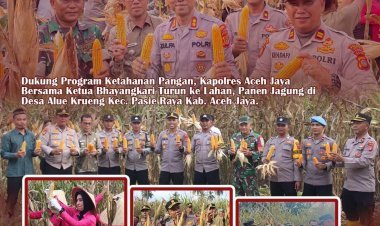 Kapolres Aceh Jaya dan Ketua Bhayangkari Panen Jagung di Alue Krueng, Dukung Ketahanan Pangan