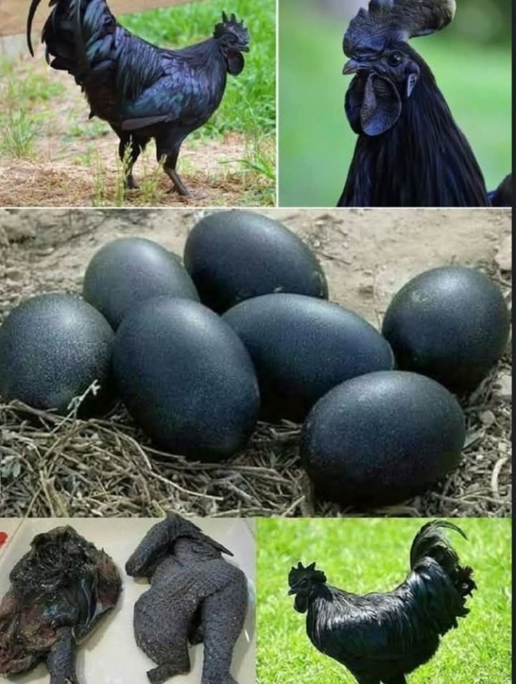 MENGENAL AYAM CEMANI LEBIH DEKAT Unggas Hitam Legam yang Menjadi Kebanggaan Indonesia