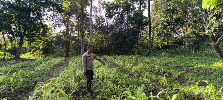 Dukung Ketahanan Pangan, Polsek Cikupa Tanam Jagung Bersama Kelompok Tani
