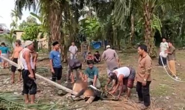 SD Negeri 2 Siompin Serahkan Satu Ekor Sapi Qurban sebagai Wujud Kepedulian dan Keteladanan Nabi Ibrahim AS