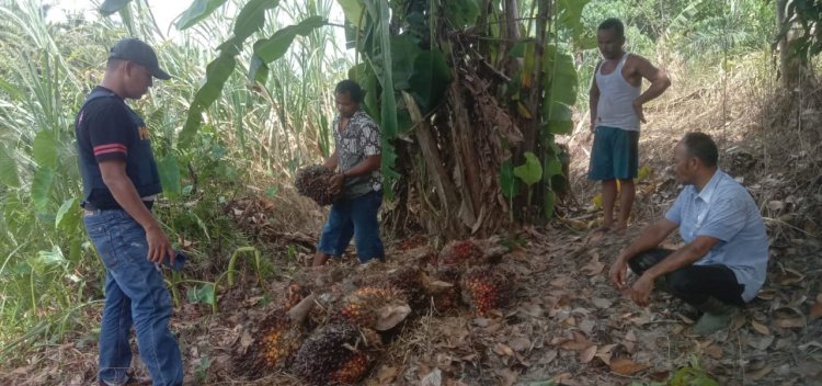 MIRIS… Terduga Maling Sawit Masih Berkeliaran, CCTV Dirusak Tindakan Polsek Suro Dipertanyakan