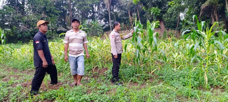 Polsek Cikupa Siap Tanam Jagung di Lahan 5.000 M², Dukung Ketahanan Pangan