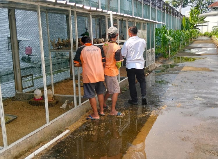Lapas Kelas IIA Salemba Kembangkan Budidaya Ayam Kampung dengan Mesin Penetas
