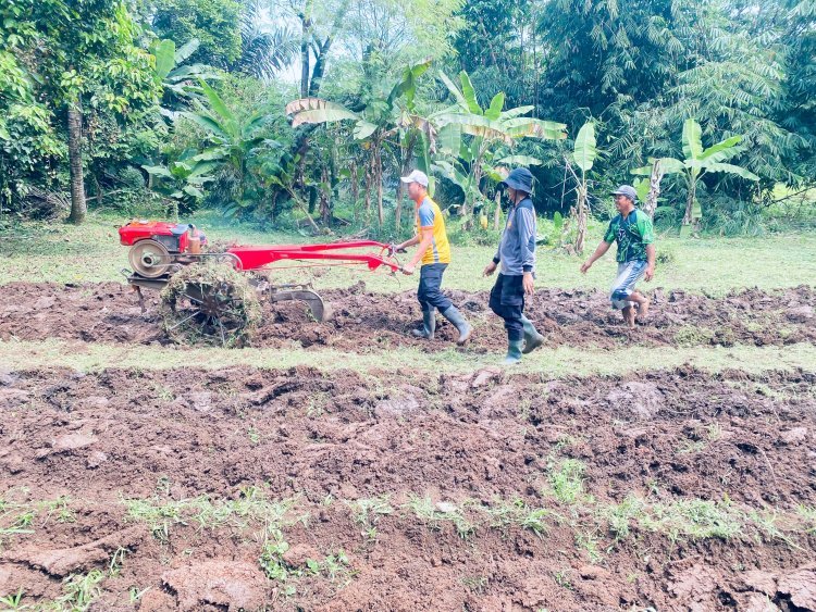 Polsek Jajaran Polresta Tangerang Garap Lahan Jagung Hibrida di Cikupa