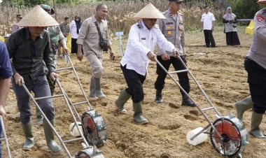 Wabup Aceh Singkil Tanam Jagung di Gunung Meriah, Dorong Pemanfaatan Lahan dan Ketahanan Pangan