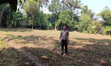 Pemantauan Lahan Jagung oleh Bhabinkamtibmas Desa Pasir Jaya, Tanaman Tumbuh Subur dan Merata