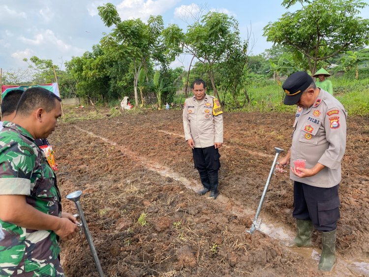 Penanaman Jagung Serentak Kuartal 3 Tahun 2025, Wujud Ketahanan Pangan di Cikupa
