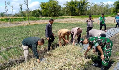Anggota TNI Hadiri Kegiatan Farmers Field Day