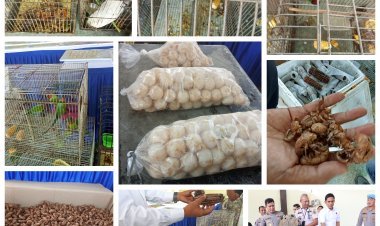 Polda Kepri Gagalkan Penyelundupan Hasil Laut, Satwa Dilindungi, dan Penimbunan BBM