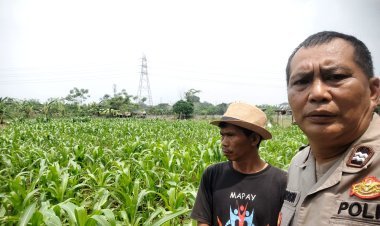 Polsek Cikupa Cek Lahan Jagung Hibrida, Dukung Program Ketahanan Pangan