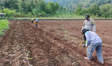 Polsek Pulomerak Dampingi Kelompok Tani Kelapa Baris Olah Lahan Produktif