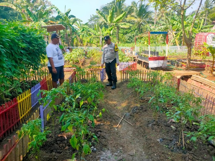 Bhabinkamtibmas Polsek Balaraja Polresta Tangerang Giat PARAKAN KETAPANG Dalam Pemanfaatan Lahan Sektor (Tanaman Terong)
