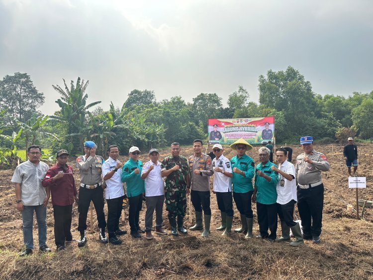 30 Kg Bibit Jagung Hibrida Ditanam di Lahan 2 Hektare Kecamatan Sindang Jaya