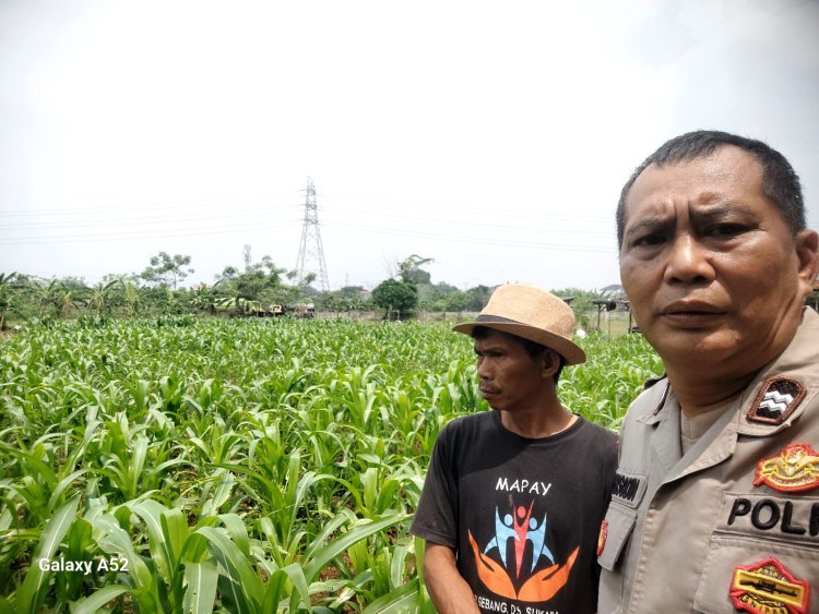 Polsek Cikupa Cek Lahan Jagung Hibrida, Dukung Program Ketahanan Pangan