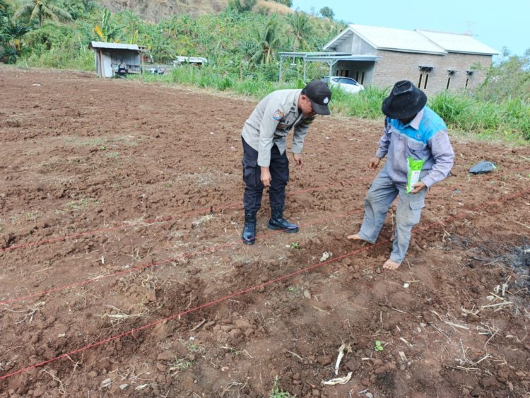 Sinergi Polisi dan Petani, Poktan Kepindis Bersama Bhabinkamtibmas Tanam Jagung di Lebakgede