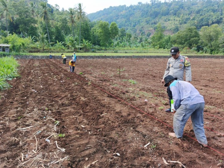 Polsek Pulomerak Dampingi Kelompok Tani Kelapa Baris Olah Lahan Produktif