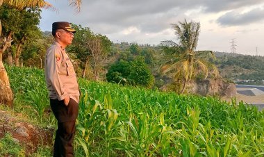 Kapolsek Pulomerak Dorong Gotong Royong Perawatan Jagung Bersama Warga
