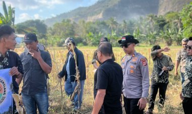 Polisi Turun ke Sawah, Panen Jagung Bersama Kelompok Tani Bojonegara