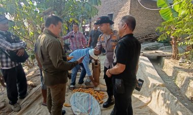 Panen Jagung Ukirsari, Polsek Bojonegara Dorong Petani Lebih Sejahtera