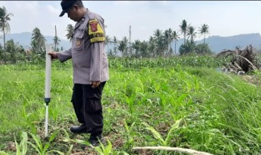 Polsek Purwakarta Ikut Kawal Produksi Jagung untuk Swasembada Pangan Nasional