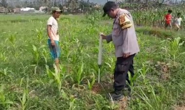 Polsek Purwakarta Pastikan Jagung Berkualitas Unggul Bersama Petani
