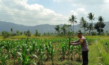 Polri Hadir di Tengah Warga, Pastikan Program Jagung Berjalan Lancar