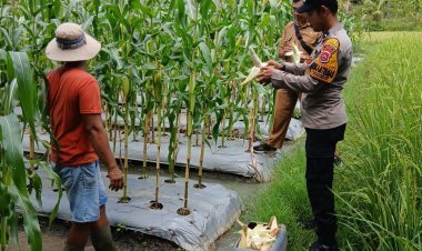 Wujud Kepedulian Polri, Bhabinkamtibmas Ciwandan Aktif Dampingi Petani
