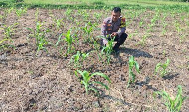 Jagung Jadi Komoditas Andalan Berkat Pendampingan Polsek Puloampel