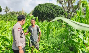 Polisi dan Petani Bahu-Membahu Tanam Jagung di Puloampel