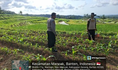 Polsek KP Banten Kawal Ketahanan Pangan Lewat Jagung Cilegon