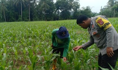 Sinergi Polri dan Petani, Polsek Anyar Monitoring Perkembangan Jagung Usia 20 Hari