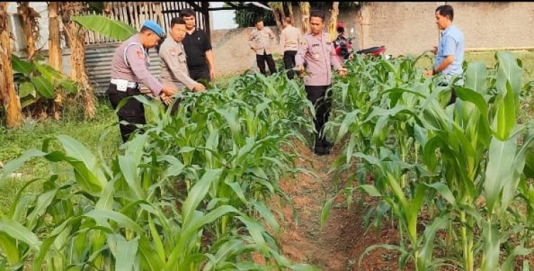 Aiptu Wawan Setiabudi Beri Penyuluhan Petani Jagung di Cilegon