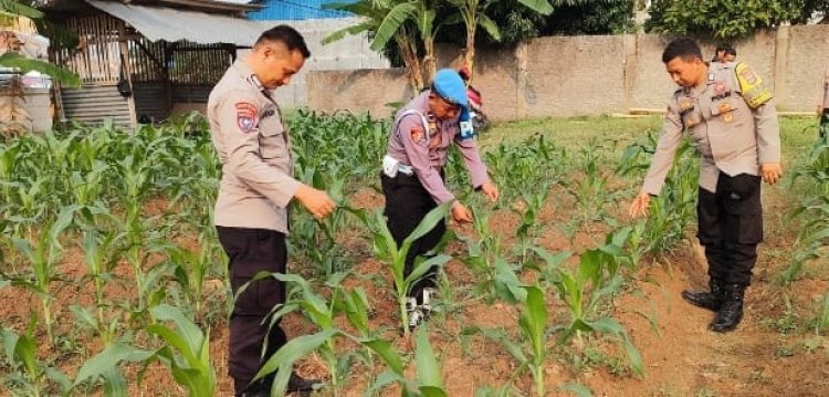 Polsek Purwakarta Rutin Cek Pertumbuhan Jagung Wujudkan Swasembada Pangan