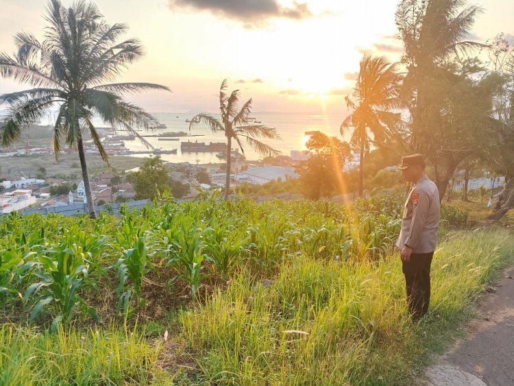 Polsek Pulomerak Ikut Dorong Semangat Petani Jagung di Lebakgede